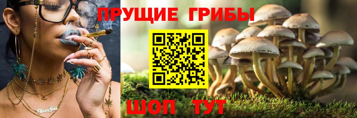 Псилоцибиновые грибы Cubensis  Вход с VPN  Заинск 